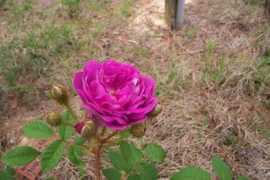 amypadgett.com Lobb