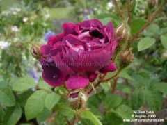 justourpictures.com Lobb