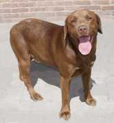 Lobbe