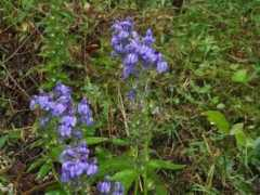 Lobelia