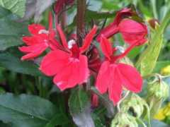 Lobelia