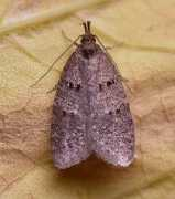 suffolkmoths.org.uk Lobella