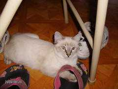catster.com Locita
