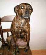 gotpetsonline.com Loddi