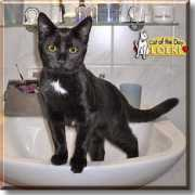 catoftheday.com Loeki