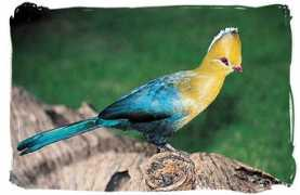 south-africa-tours-and-travel.com Loeri