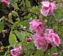 rosefog.us Loetta