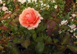 rosefog.us Loetta