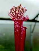 carnivorousplants.org Logoteta