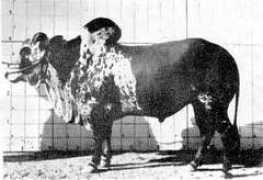 moocow.com Lohani