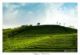 121clicks.com Lohithan