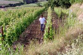 wineanorak.com Loimer