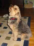 positivepaws.com Lokaj