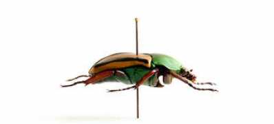 darwinfacts.com Lokrantz