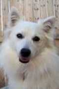 Lolaf
