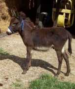 copperascreek.com Loleeta