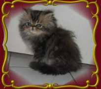 Lollo