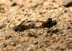 brisbaneinsects.com Lomati