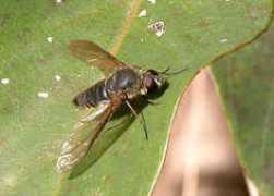 brisbaneinsects.com Lomati