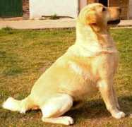 labradors.org Lombardas