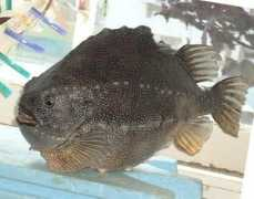 poissons.net Lompe