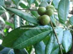 tropicaloasisfarms.com Longan