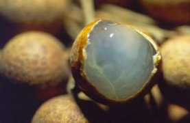 mahugh.com Longan