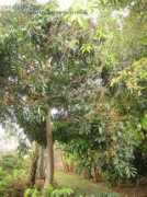 Longani