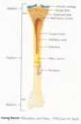 Longbone