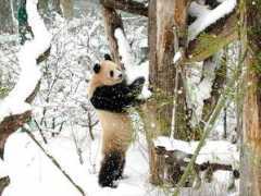 fotogalerie.teddybear.org Longhui