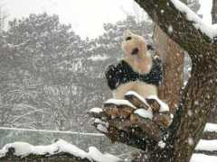 fotogalerie.teddybear.org Longhui