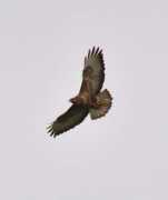 birdforum.tv Longshot