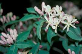 invasive.org Lonta