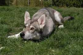 tamaskan-dog.com Loosa