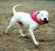 deafdogsatlas.org Loosi