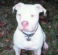 deafdogsatlas.org Loosi