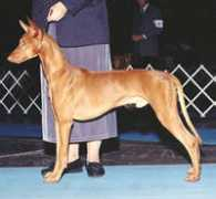 xodogs.com Loparev