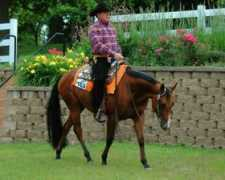 donegalranchquarterhorses.com Lopin