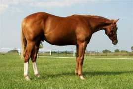donegalranchquarterhorses.com Lopin