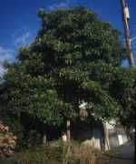 arthurleej.com Loquat