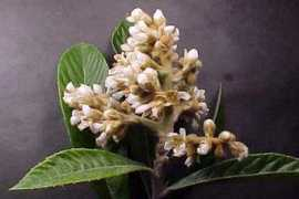 wildflowers.jdcc.edu Loquat