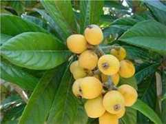 blogging.la Loquat