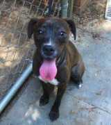ruffusrescue.org Lorali