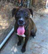 ruffusrescue.org Lorali