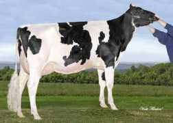 holsteins.ca Lorane