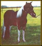 miniatureequine.com Loranes