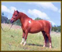 miniatureequine.com Loranes