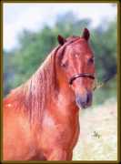 miniatureequine.com Loranes
