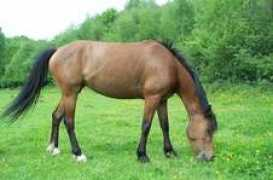 laclefdeschamps.net Loranie