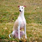 rejoycewhippets.com Loranne